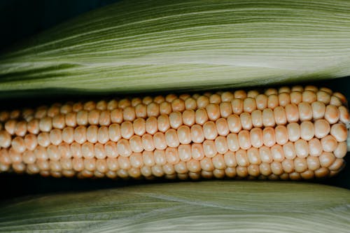 La industria de los aminoácidos marca el comienzo de una nueva ronda de auge